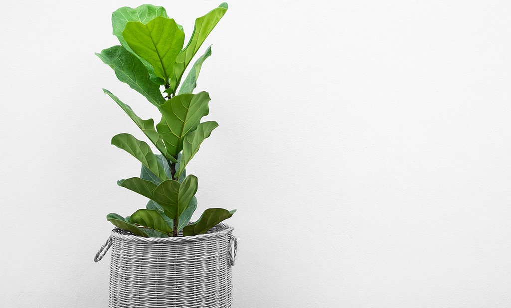 plantlady_destacada