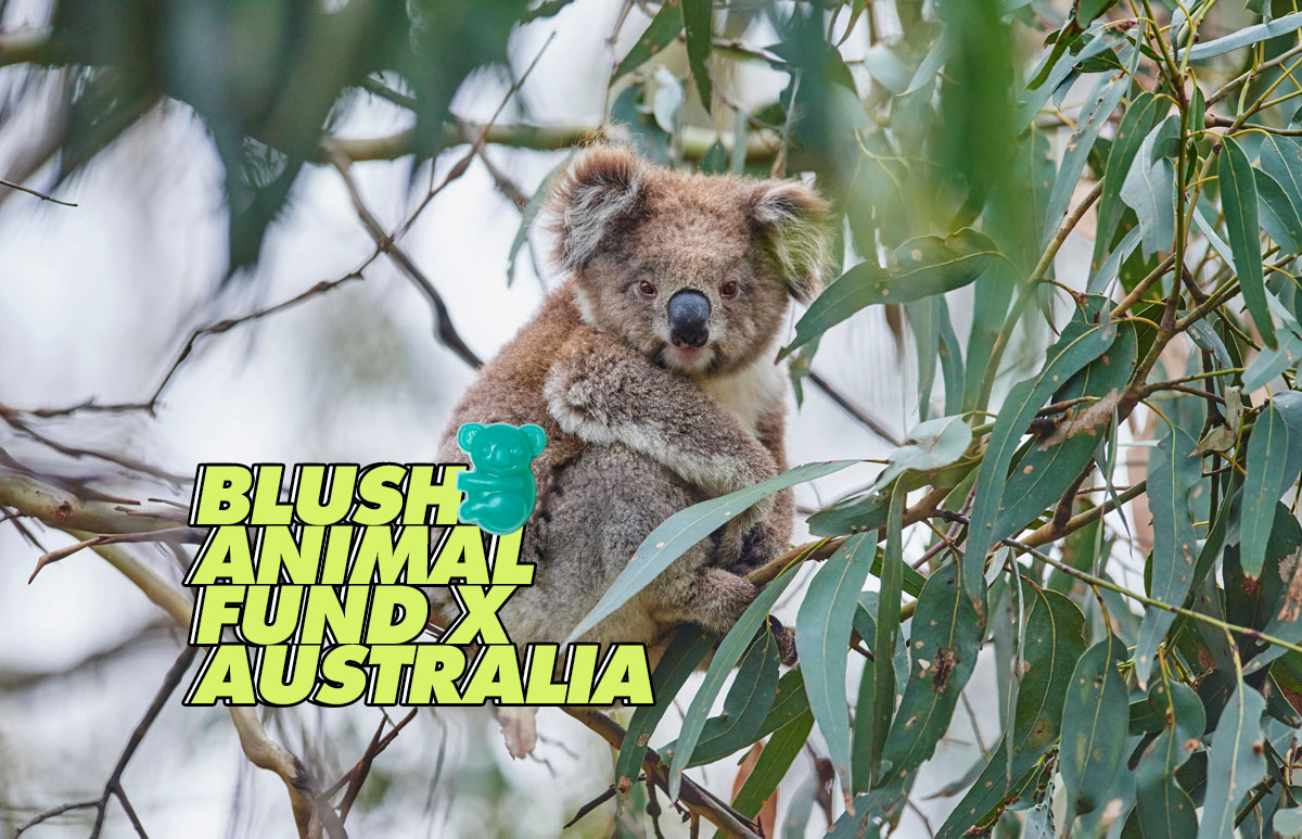 koala-lush-jabon-australia-animal-fund
