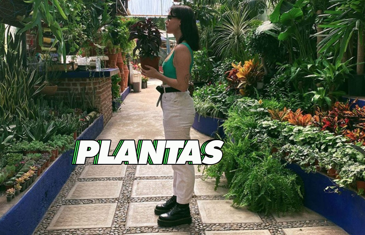 fer-altuzar-plantas