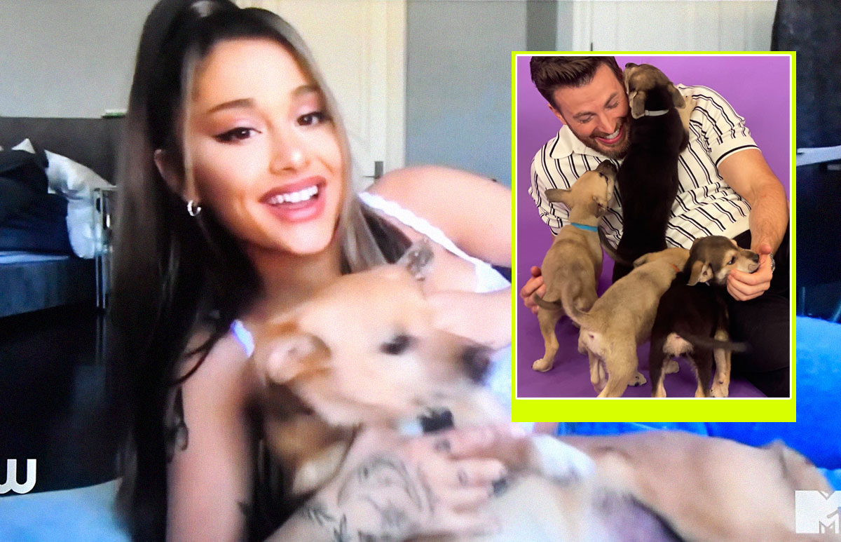 celebs-perritos.jpg