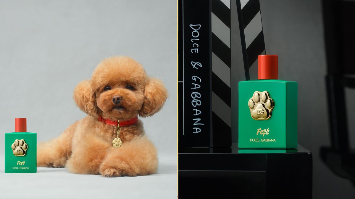 perfumes perritos dolce&gabbana